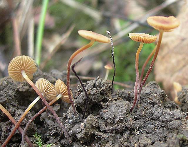 Conocybe horakii      Watling & G.M. Taylor